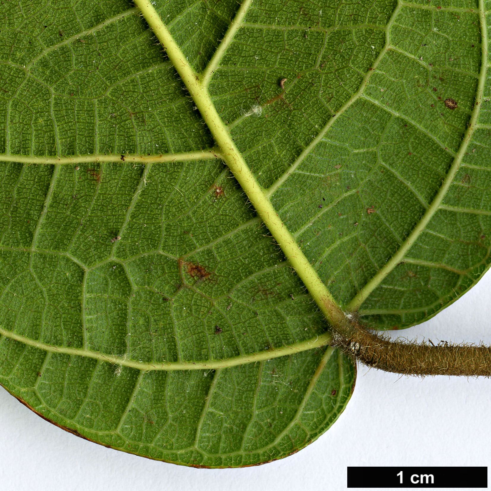 High resolution image: Family: Moraceae - Genus: Ficus - Taxon: sarmentosa - SpeciesSub: var. henryi